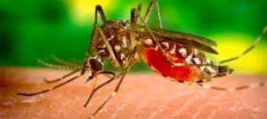 Zancudo del chikungunya,  Aedes aegypti principal agente transmisor 