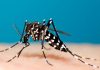 Zancudo del chikungunya,  Aedes aegypti principal agente transmisor