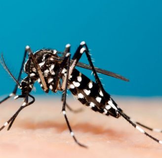 Zancudo del chikungunya,  Aedes aegypti principal agente transmisor