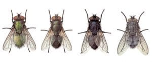 Los insectos juegan un gran papel en las funciones del ambiente