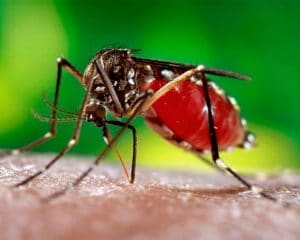 Zancudo del chikungunya,  Aedes aegypti principal agente transmisor