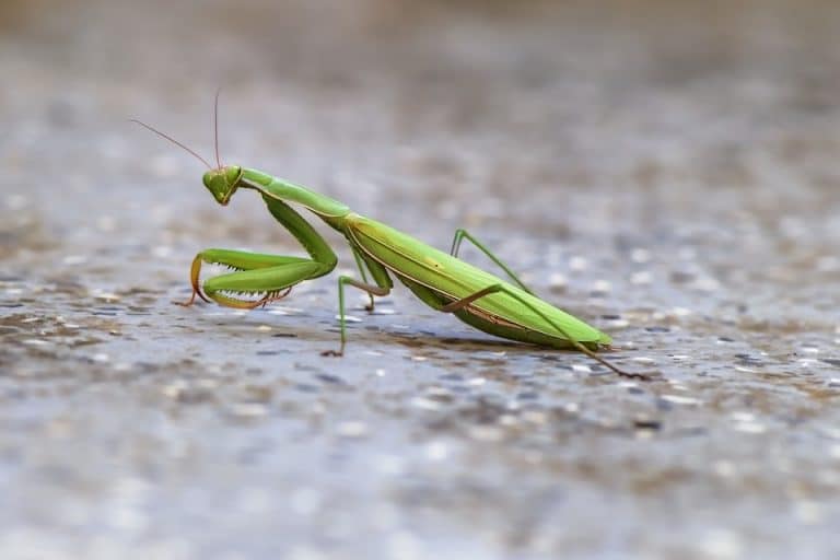 cómo se aparean las mantis religiosas Ciclo de vida