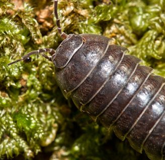 La cochinilla es un insecto dañino para la agricultura