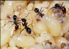 Escamoles (hueva de hormigas)
