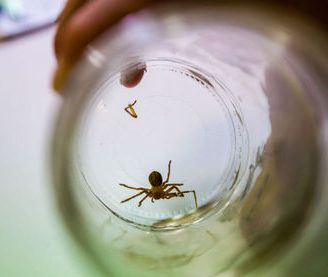 La Araña Parda Argentina: Características y comportamiento