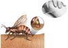Las alergias a las picaduras de abejas; ¿Cómo ocurre?¿Qué hacer?
