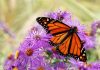 Nombres de mariposas comunes, los insectos más bellos y especiales