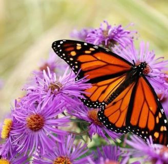 Nombres de mariposas comunes, los insectos más bellos y especiales