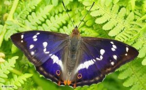 Nombres de mariposas comunes, los insectos más bellos y especiales