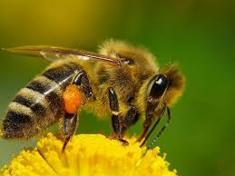 Las abejas insectos importantes