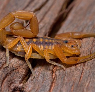 alacranes mas venenosos de mexico ¡Descubre estas 5 especies!