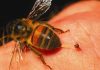 Alergia a piquetes de insectos: causas y consecuencias