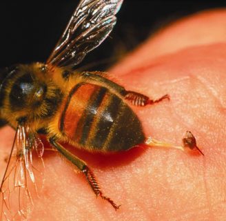 Alergia a piquetes de insectos: causas y consecuencias