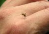 Alergia a piquetes de mosco: cómo lo puedes prevenir