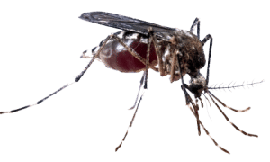 alergia a piquetes de mosco
