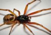 Alergia por picadura de araña: descubre cómo prevenirla