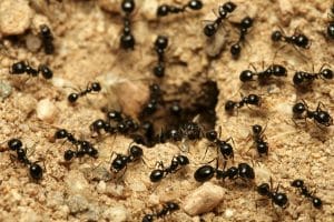 alergia por picadura de hormiga