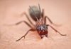 Alergia por picadura de hormiga: ¿Qué es y cómo prevenirlo?