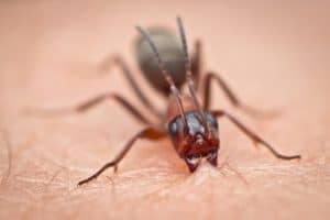 alergia por picadura de hormiga