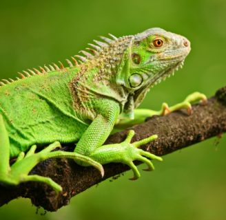 Animales que comen insectos como se llaman: ¡Descúbrelo!