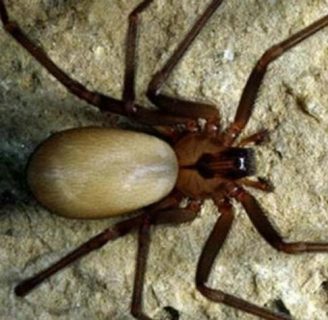 caracteristicas de la araña parda de españa temida por muchos