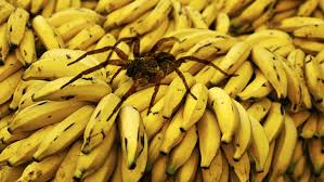 arañas venenosas y no venenosas la bananera