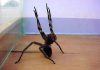 arañas venenosas en argentina, conoce las 3 especies más comunes