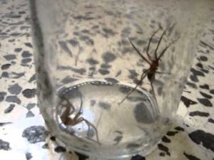 araña-de-rincon-chilena-2