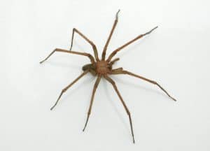 araña-de-rincon-chilena-4
