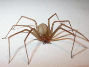 araña-de-rincon-chilena-7