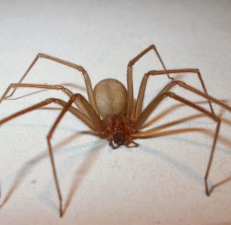 Lo que debes saber de la araña hembra de rincon y su mordedura