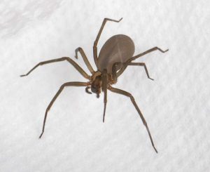 araña-parda-picadura-5