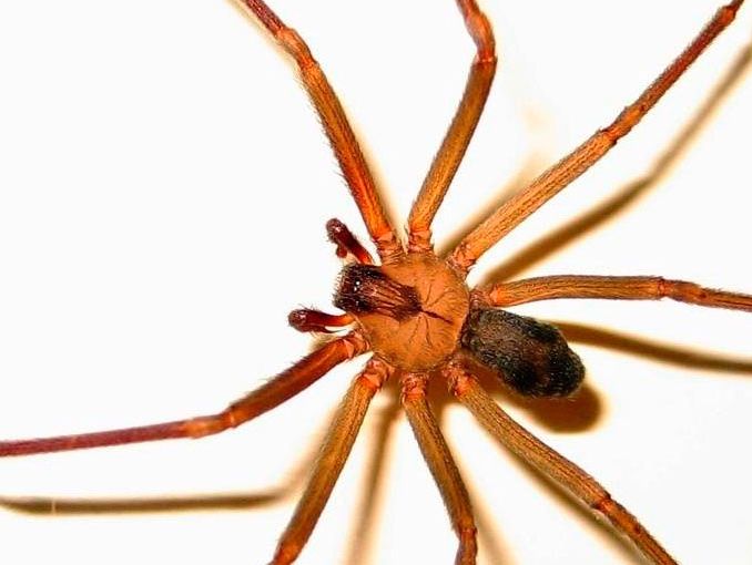 araña violinista de aguascalientes 6