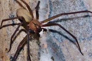 araña-violinista-donde-se-encuentra-6