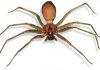 Araña violinista donde se encuentra su hábitat y nido en casa