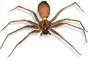 araña-violinista-donde-se-encuentra-8