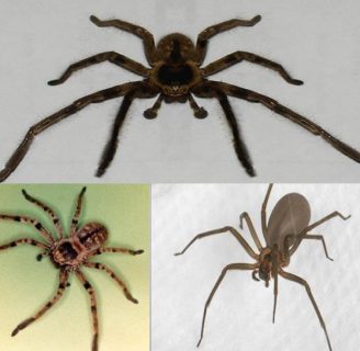Caracteristicas de las arañas caseras venenosas, ¿Peligrosas o Inofensivas?