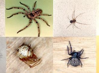 Descubre cuales son las arañas no venenosas que habitan en tu casa