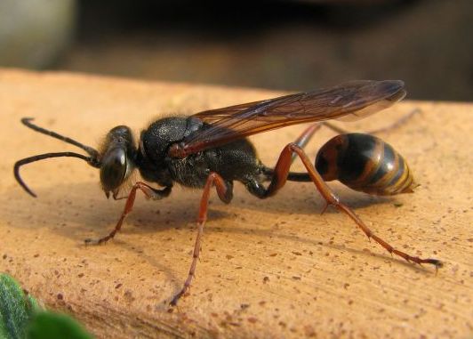 Sceliphron curvatum. Оса сцелифрон коконы. Sceliphron curvatum. Осы sceliphron curvatum. Sceliphron curvatum.