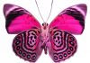 Caracteristicas de la mariposa. Descubre su fragilidad , su gran belleza y colores