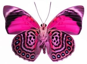 caracteristicas de la mariposa 1
