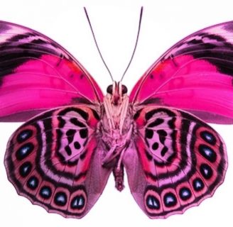 Caracteristicas de la mariposa. Descubre su fragilidad , su gran belleza y colores