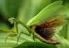 Un insecto muy particular, la mantis religiosa. Descubre sus  caracteristicas y curiosidades
