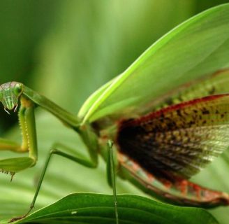 Un insecto muy particular, la mantis religiosa. Descubre sus  caracteristicas y curiosidades