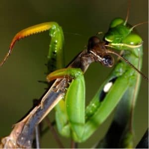 caracteristicas de la mantis religiosa 6
