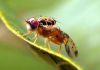 Caracteristicas de la mosca de las frutas. Descubre lo perjudicial y molestas que pueden ser.