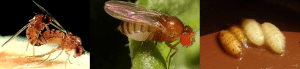 caracteristicas de la mosca de la fruta 8.jpg