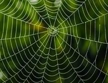 caracteristicas de la tela de araña 1