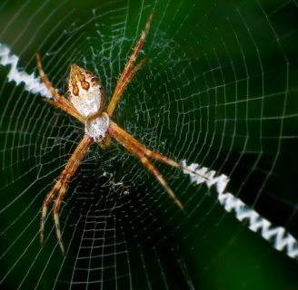 caracteristicas de la tela de araña. ¿Beneficia o no al ser humano?