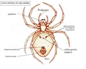 caracteristicas de las arañas